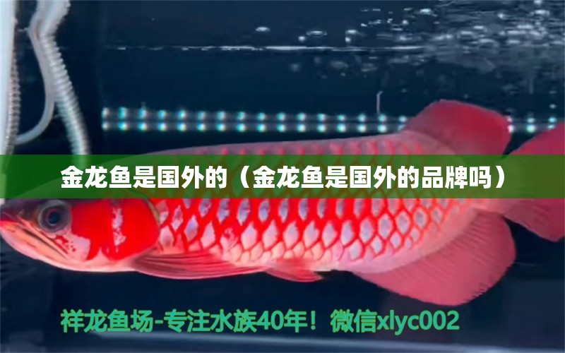 金龍魚是國外的（金龍魚是國外的品牌嗎） 量子養(yǎng)魚技術(shù)