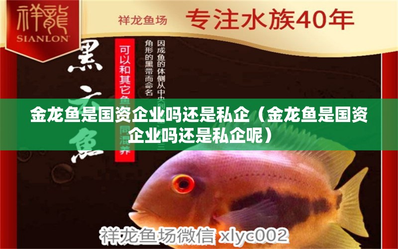 金龍魚是國(guó)資企業(yè)嗎還是私企（金龍魚是國(guó)資企業(yè)嗎還是私企呢）