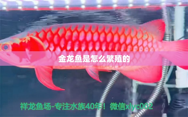 金龍魚(yú)是怎么繁殖的 紅老虎魚(yú) 第2張