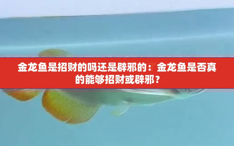 金龍魚(yú)是招財(cái)?shù)膯徇€是辟邪的：金龍魚(yú)是否真的能夠招財(cái)或辟邪？ 水族問(wèn)答