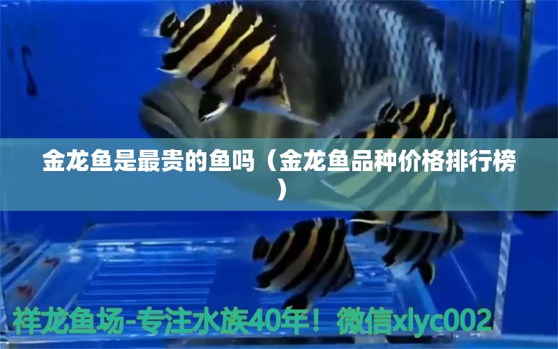 金龍魚(yú)是最貴的魚(yú)嗎（金龍魚(yú)品種價(jià)格排行榜） 龍魚(yú)百科 第1張