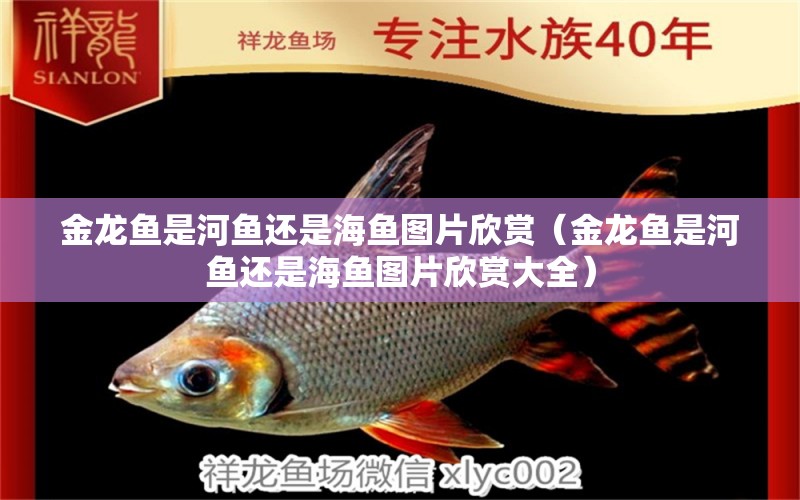 金龍魚是河魚還是海魚圖片欣賞（金龍魚是河魚還是海魚圖片欣賞大全）