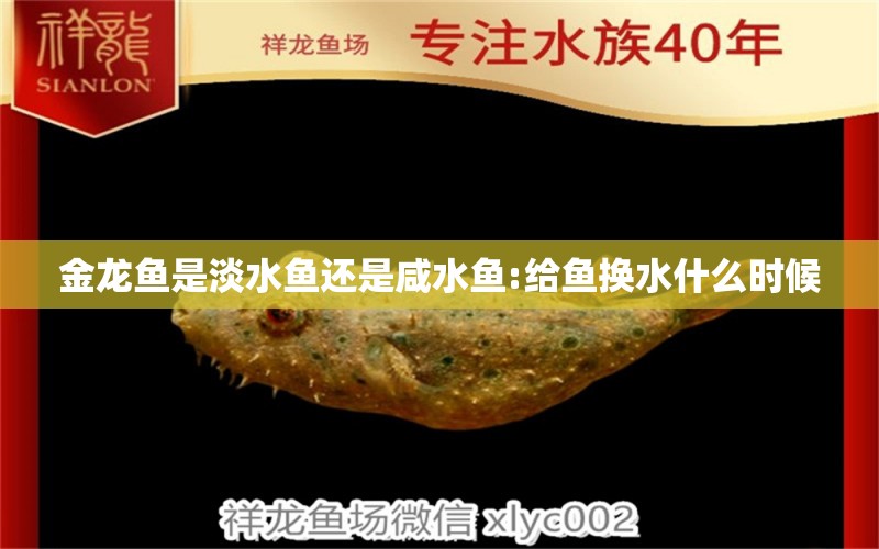 金龍魚是淡水魚還是咸水魚:給魚換水什么時(shí)候 龍魚批發(fā)