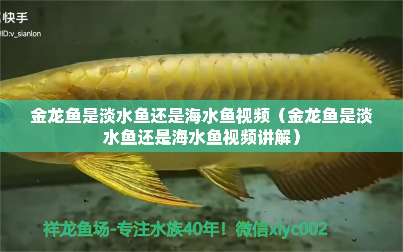 金龍魚是淡水魚還是海水魚視頻（金龍魚是淡水魚還是海水魚視頻講解） 海水魚