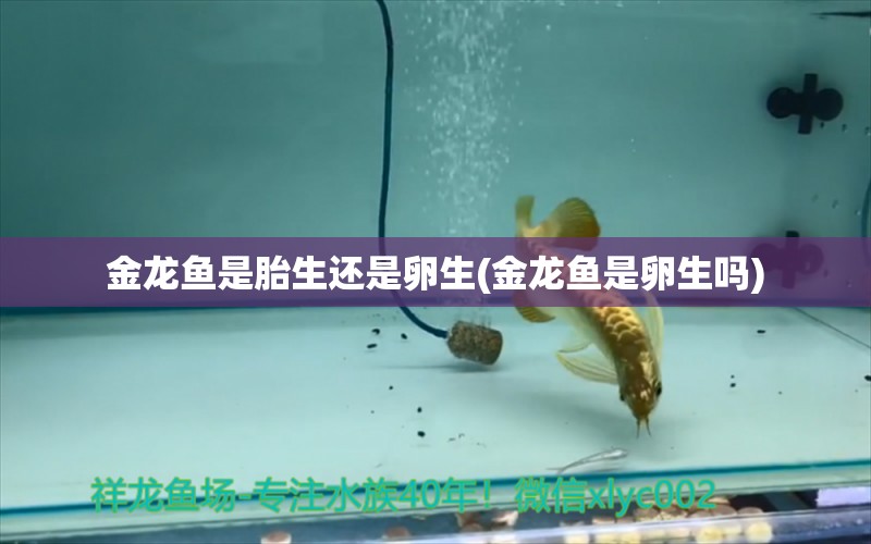 金龍魚是胎生還是卵生(金龍魚是卵生嗎) 白寫錦鯉魚