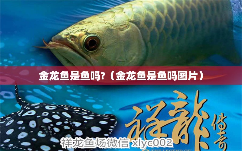 金龍魚是魚嗎?（金龍魚是魚嗎圖片）