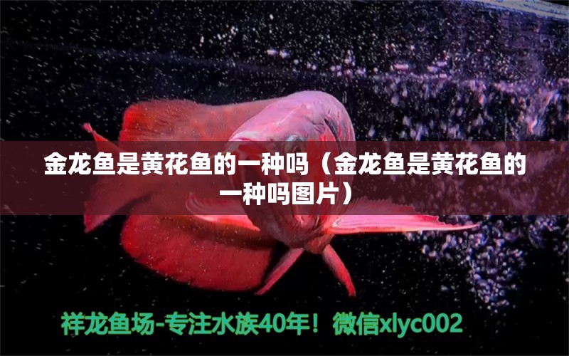 金龍魚是黃花魚的一種嗎（金龍魚是黃花魚的一種嗎圖片）