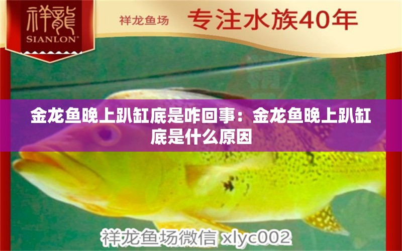 金龍魚晚上趴缸底是咋回事：金龍魚晚上趴缸底是什么原因 龍魚百科 第1張