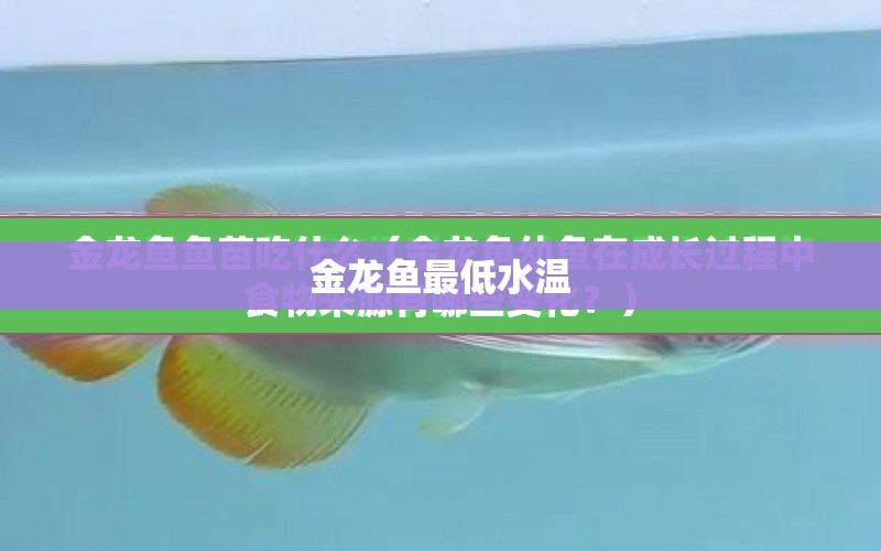 金龍魚最低水溫 水族問答 第1張