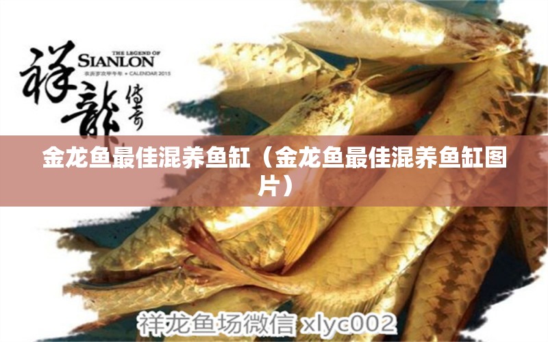 金龍魚最佳混養(yǎng)魚缸（金龍魚最佳混養(yǎng)魚缸圖片） 龍魚疾病與治療