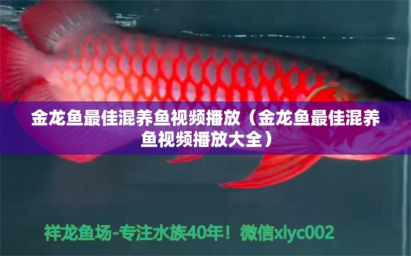 金龍魚最佳混養(yǎng)魚視頻播放（金龍魚最佳混養(yǎng)魚視頻播放大全） 龍魚疾病與治療