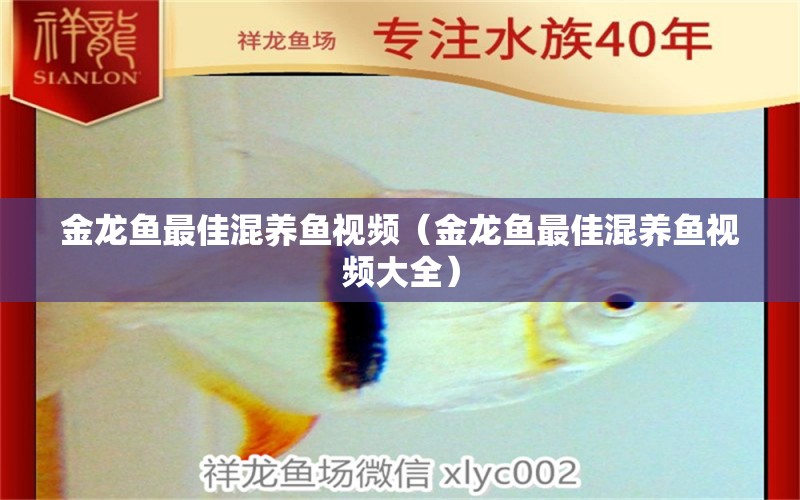 金龍魚最佳混養(yǎng)魚視頻（金龍魚最佳混養(yǎng)魚視頻大全） 龍魚疾病與治療