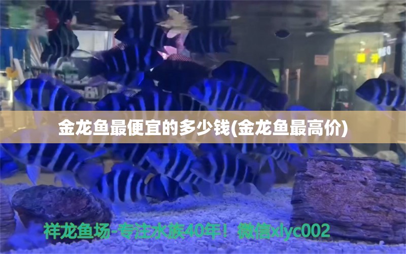 金龍魚最便宜的多少錢(金龍魚最高價(jià)) 女王大帆魚