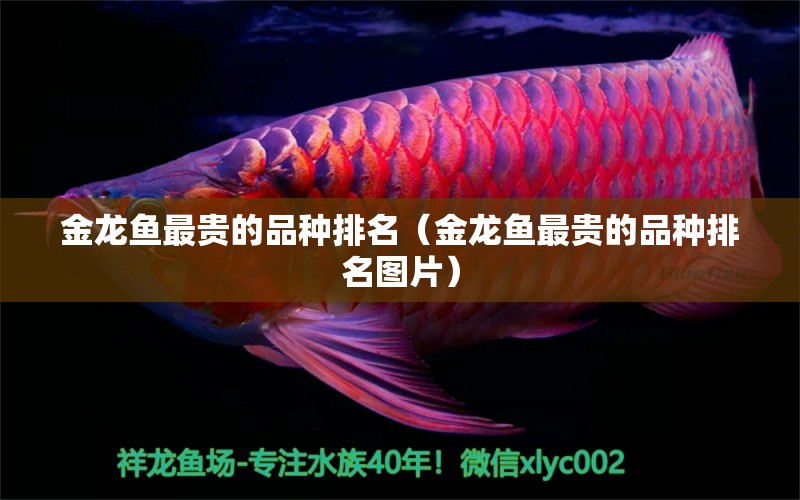 金龍魚最貴的品種排名（金龍魚最貴的品種排名圖片） 廣州龍魚批發(fā)市場(chǎng)