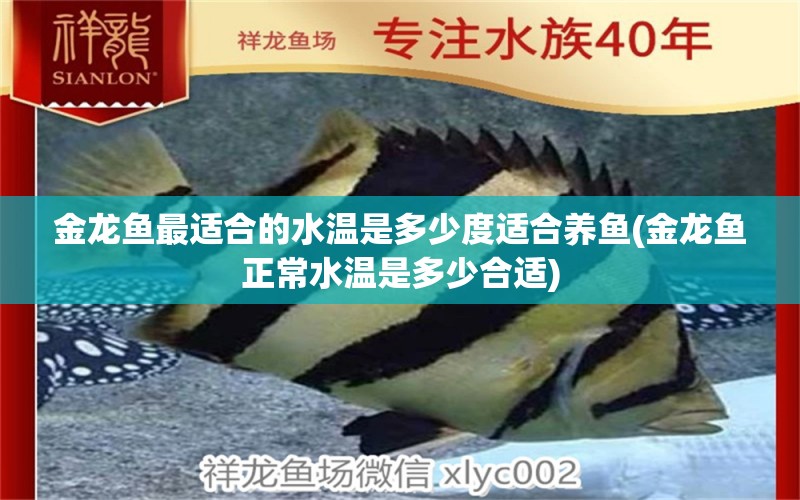 金龍魚最適合的水溫是多少度適合養(yǎng)魚(金龍魚正常水溫是多少合適) 黑云魚 第1張