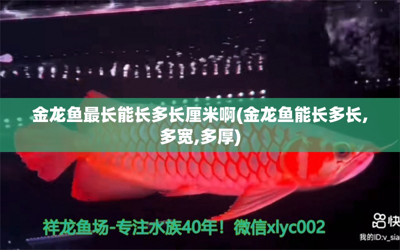 金龍魚最長能長多長厘米啊(金龍魚能長多長,多寬,多厚) 龍魚芯片掃碼器