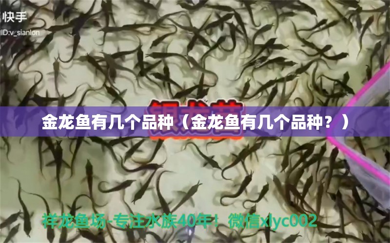 金龍魚有幾個品種（金龍魚有幾個品種？） 水族問答 第1張