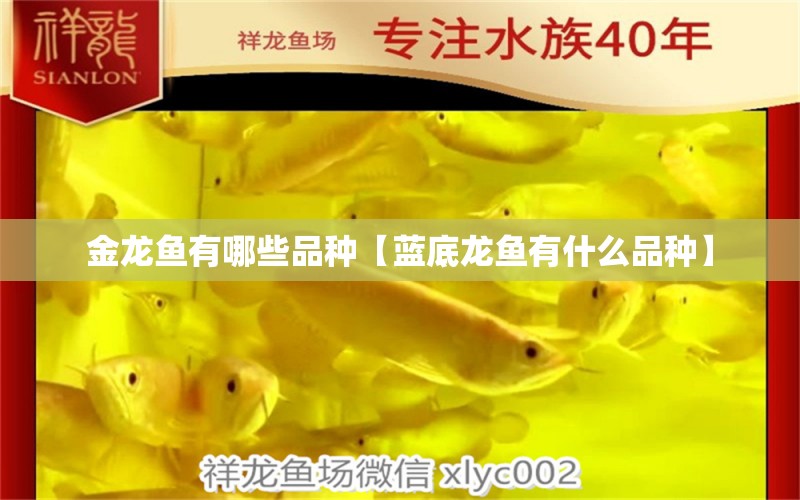 金龍魚有哪些品種【藍(lán)底龍魚有什么品種】