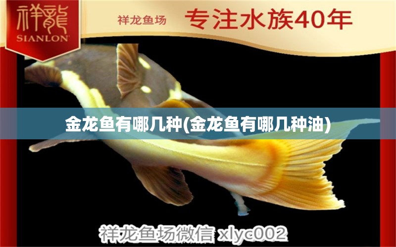 金龍魚有哪幾種(金龍魚有哪幾種油) 文玩