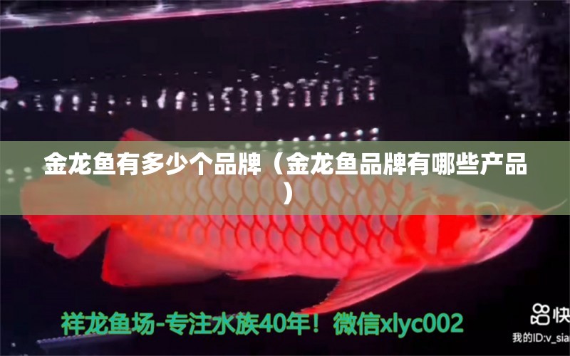 金龍魚有多少個(gè)品牌（金龍魚品牌有哪些產(chǎn)品） 朱巴利魚苗