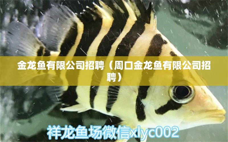 金龍魚有限公司招聘（周口金龍魚有限公司招聘）