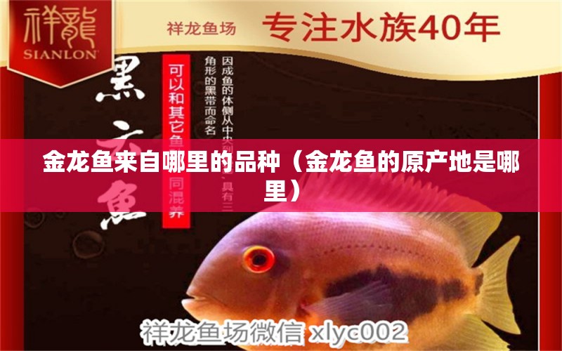 金龍魚來自哪里的品種（金龍魚的原產(chǎn)地是哪里） 廣州觀賞魚批發(fā)市場