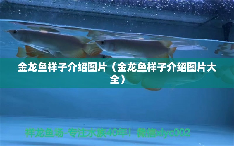 金龍魚樣子介紹圖片（金龍魚樣子介紹圖片大全）