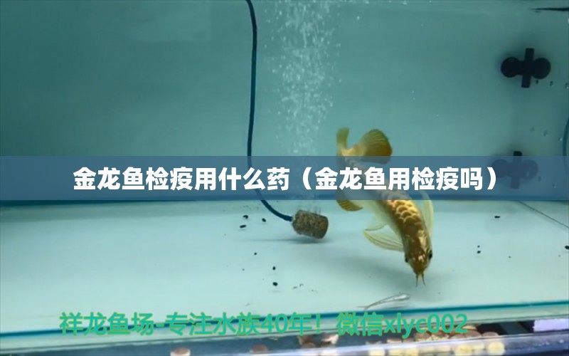 金龍魚檢疫用什么藥（金龍魚用檢疫嗎）