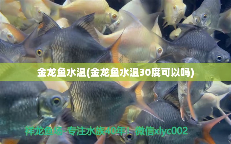 金龍魚水溫(金龍魚水溫30度可以嗎) 一眉道人魚苗