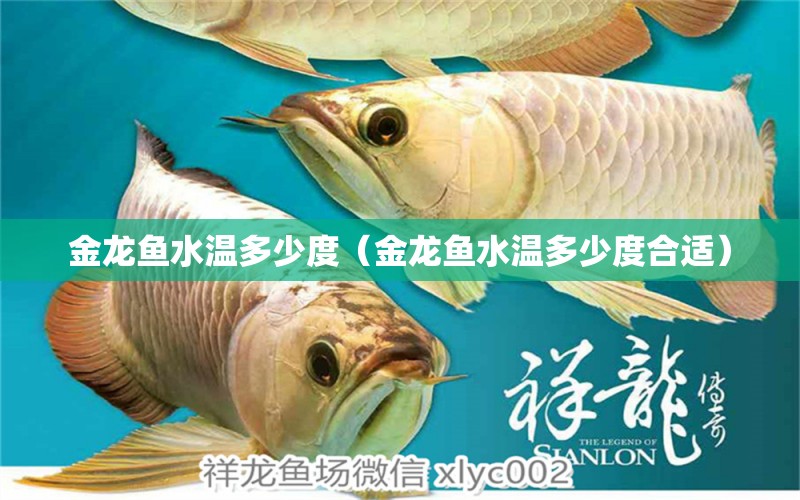 金龍魚水溫多少度（金龍魚水溫多少度合適） 廣州龍魚批發(fā)市場