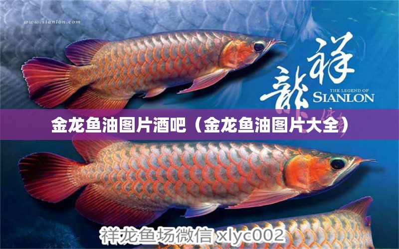 金龍魚油圖片酒吧（金龍魚油圖片大全）