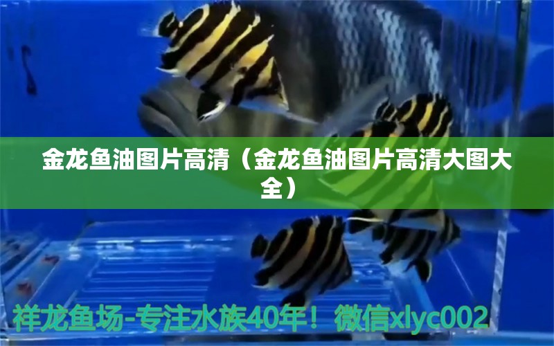 金龍魚油圖片高清（金龍魚油圖片高清大圖大全）