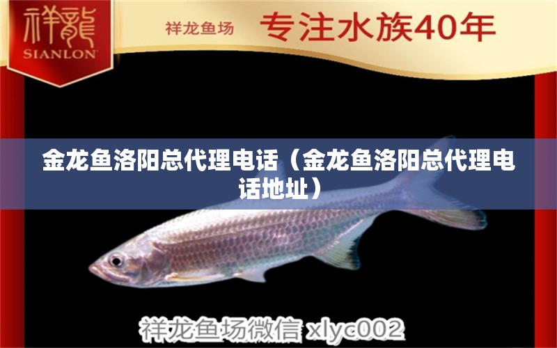 金龍魚(yú)洛陽(yáng)總代理電話（金龍魚(yú)洛陽(yáng)總代理電話地址） 蘇虎