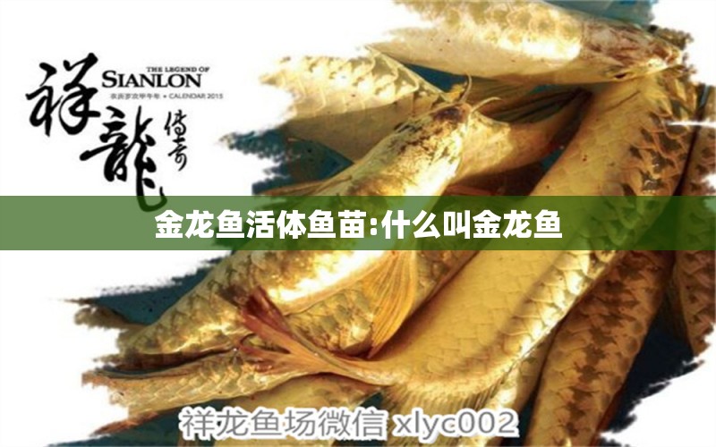 金龍魚活體魚苗:什么叫金龍魚