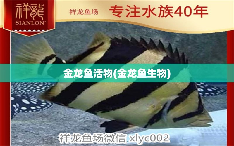 金龍魚活物(金龍魚生物) 蘇虎苗（蘇門答臘虎魚苗） 第1張