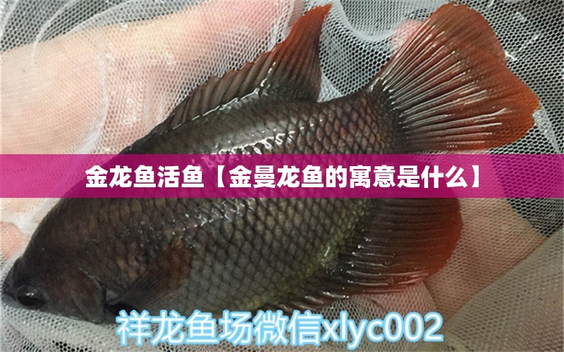 金龍魚活魚【金曼龍魚的寓意是什么】