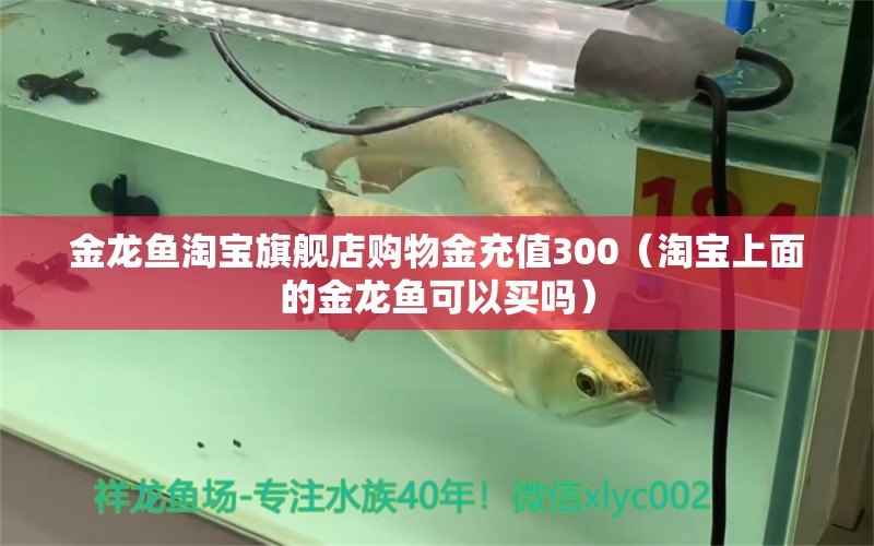 金龍魚淘寶旗艦店購物金充值300（淘寶上面的金龍魚可以買嗎） 觀賞魚水族批發(fā)市場