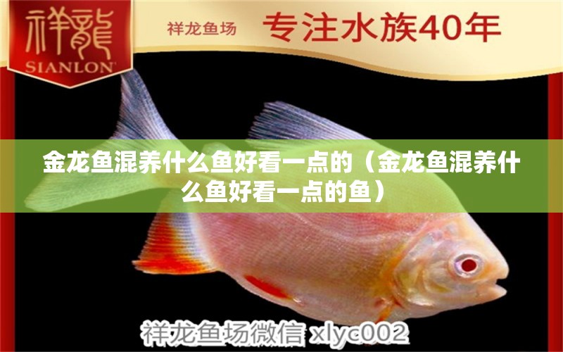 金龍魚(yú)混養(yǎng)什么魚(yú)好看一點(diǎn)的（金龍魚(yú)混養(yǎng)什么魚(yú)好看一點(diǎn)的魚(yú)） 龍魚(yú)疾病與治療