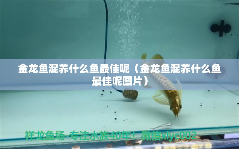 金龍魚混養(yǎng)什么魚最佳呢（金龍魚混養(yǎng)什么魚最佳呢圖片） 龍魚疾病與治療