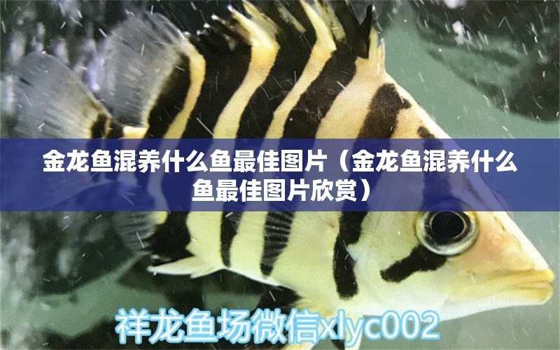 金龍魚混養(yǎng)什么魚最佳圖片（金龍魚混養(yǎng)什么魚最佳圖片欣賞） 龍魚疾病與治療