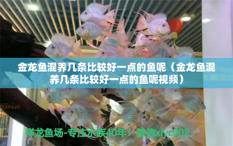 金龍魚混養(yǎng)幾條比較好一點(diǎn)的魚呢（金龍魚混養(yǎng)幾條比較好一點(diǎn)的魚呢視頻） 龍魚疾病與治療