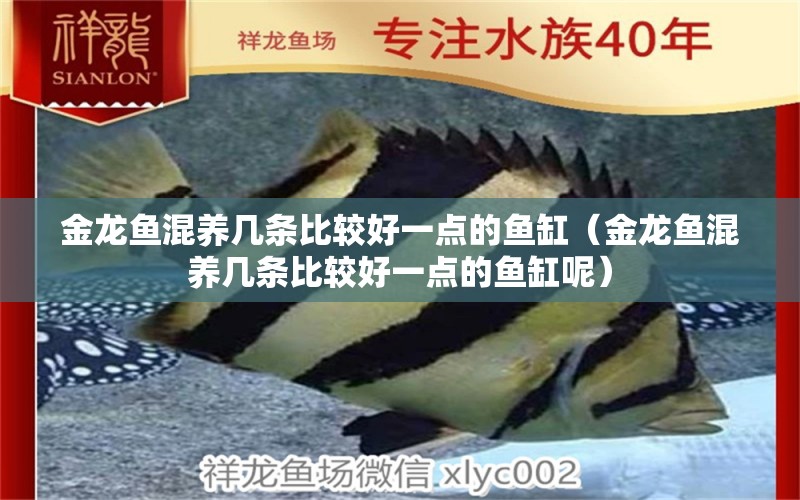 金龍魚混養(yǎng)幾條比較好一點的魚缸（金龍魚混養(yǎng)幾條比較好一點的魚缸呢） 龍魚疾病與治療