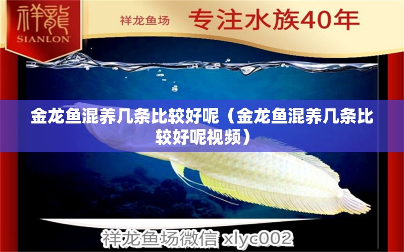 金龍魚混養(yǎng)幾條比較好呢（金龍魚混養(yǎng)幾條比較好呢視頻） 龍魚疾病與治療