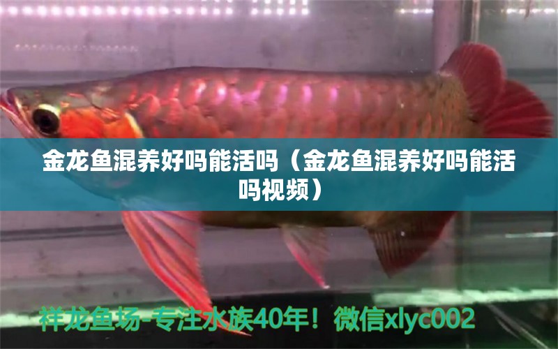 金龍魚混養(yǎng)好嗎能活嗎（金龍魚混養(yǎng)好嗎能活嗎視頻） 龍魚疾病與治療