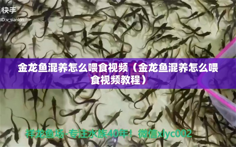 金龍魚(yú)混養(yǎng)怎么喂食視頻（金龍魚(yú)混養(yǎng)怎么喂食視頻教程）