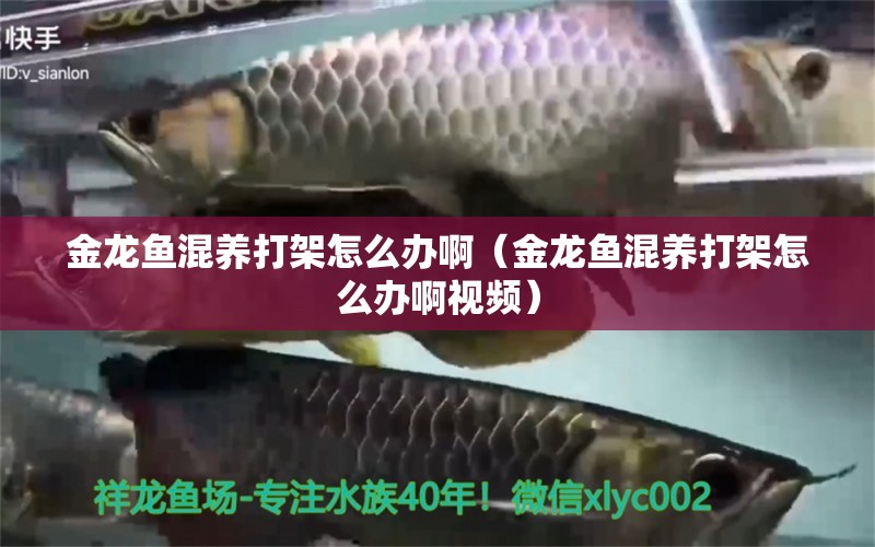 金龍魚混養(yǎng)打架怎么辦啊（金龍魚混養(yǎng)打架怎么辦啊視頻） 龍魚疾病與治療