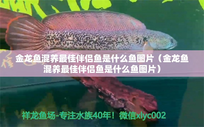 金龍魚混養(yǎng)最佳伴侶魚是什么魚圖片（金龍魚混養(yǎng)最佳伴侶魚是什么魚圖片）