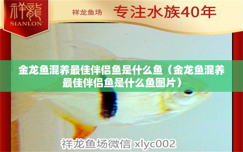 金龍魚混養(yǎng)最佳伴侶魚是什么魚（金龍魚混養(yǎng)最佳伴侶魚是什么魚圖片）