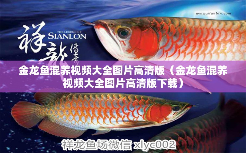 金龍魚混養(yǎng)視頻大全圖片高清版（金龍魚混養(yǎng)視頻大全圖片高清版下載）