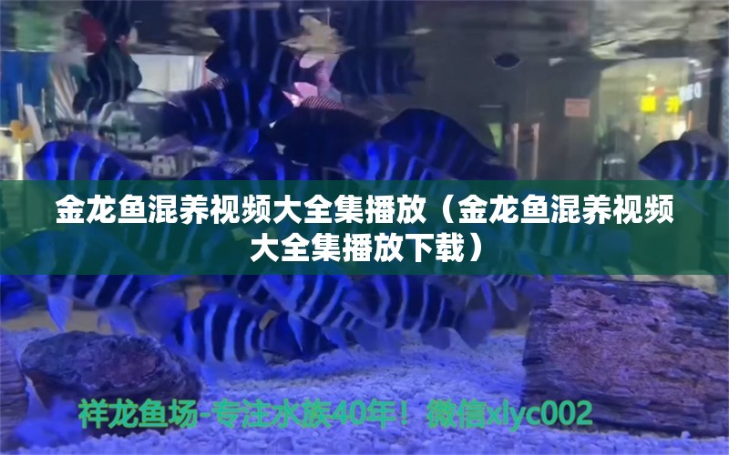 金龍魚混養(yǎng)視頻大全集播放（金龍魚混養(yǎng)視頻大全集播放下載）